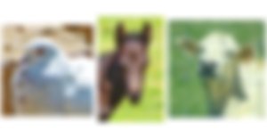 image not found