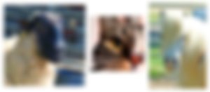 image not found