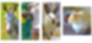 image not found