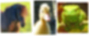 image not found