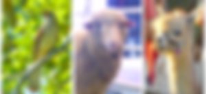 image not found